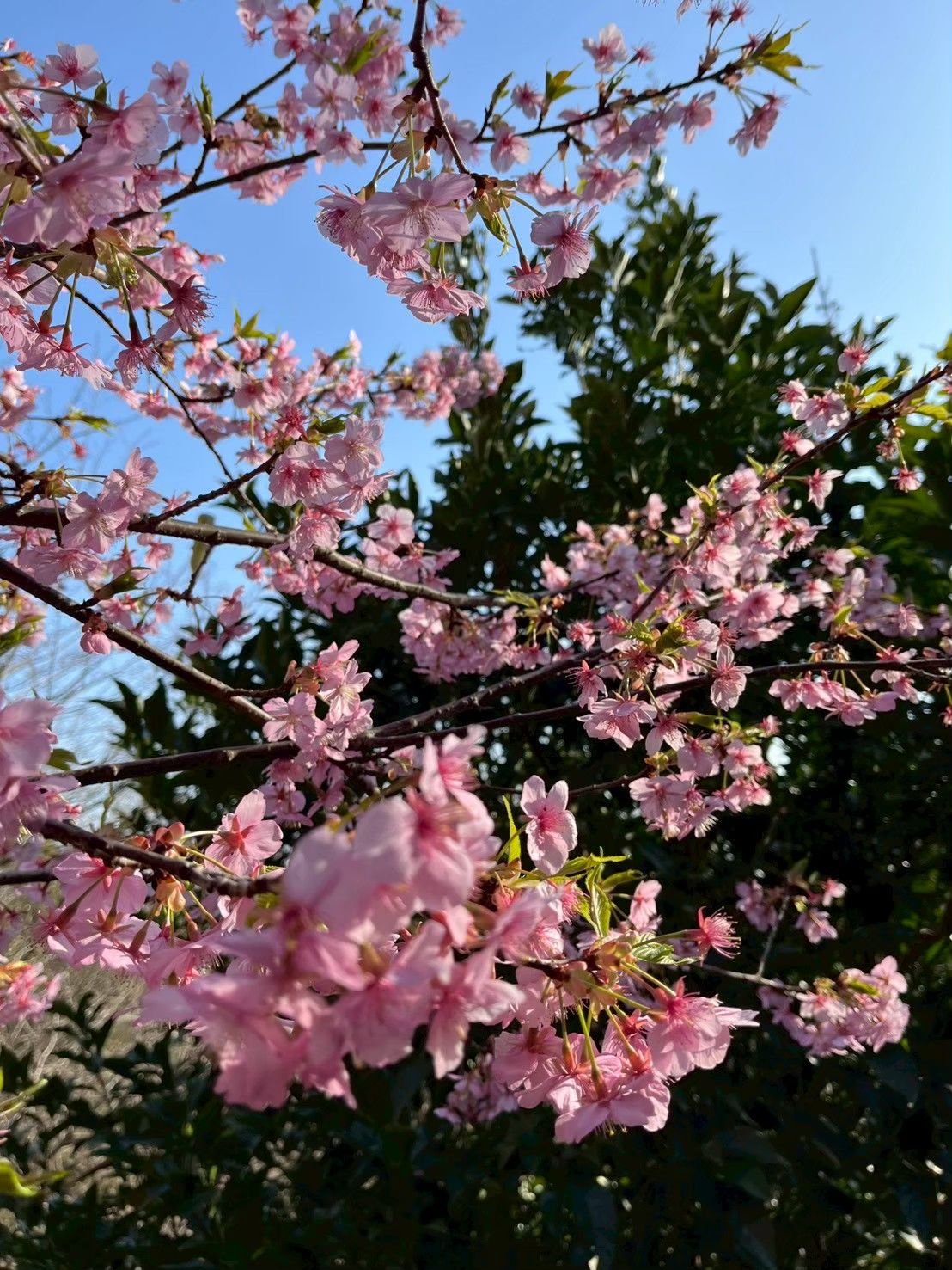 登山道沿いに咲いていた早咲きの桜