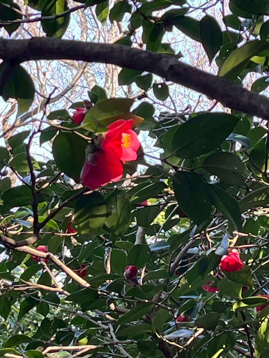 緑の中に咲く赤い椿の花